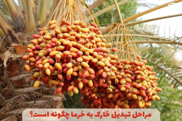 مراحل تبدیل خارک به خرما چگونه است؟