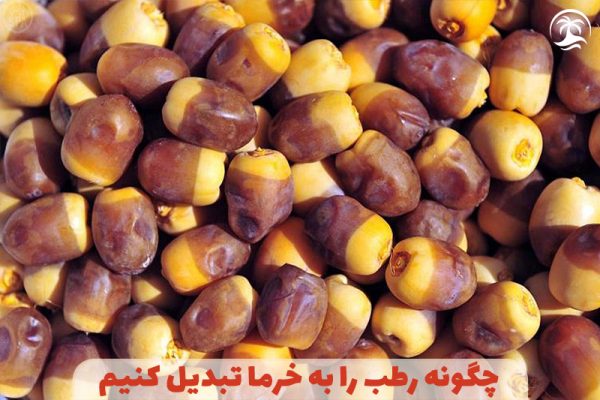 چگونه رطب را به خرما تبدیل کنیم: راهنمای جامع تبدیل رطب به خرما